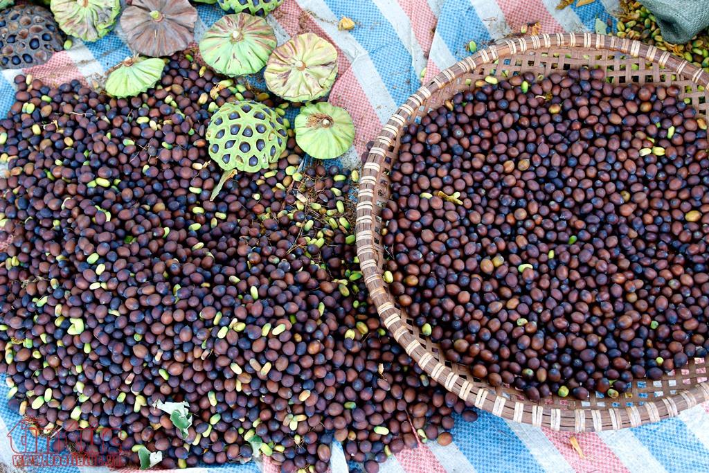 Nông dân Hà Nam bội thu ngày nắng rát nhờ trồng sen lấy hạt