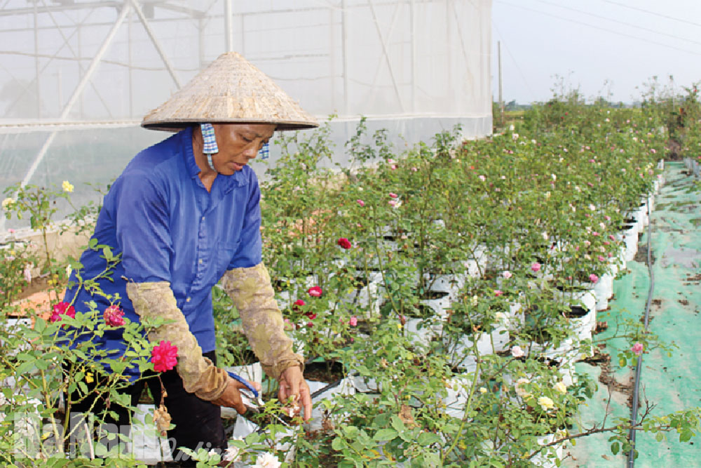 Mô hình trồng cây hoa hồng ở Đồng Du