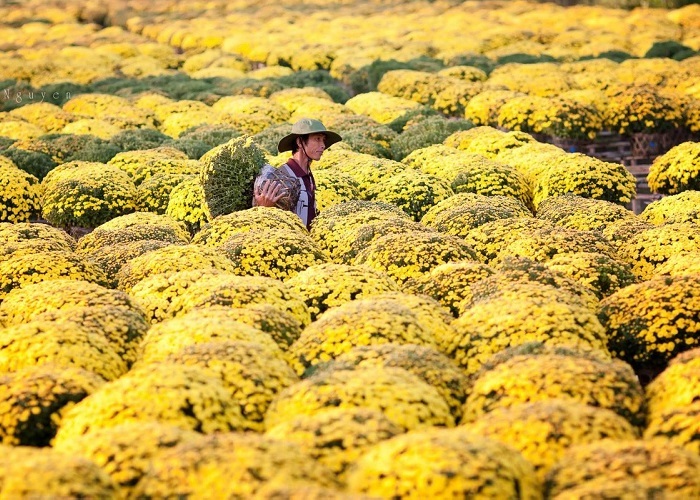 Ghé thăm những làng hoa cây cảnh nổi tiếng Việt Nam dịp giáp Tết để có ngay bộ ảnh rạng rỡ như hoa