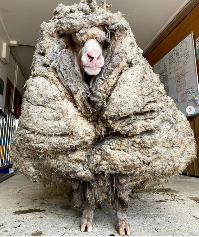 Choáng với bộ lông nặng 35 kg của chú cừu hoang dã