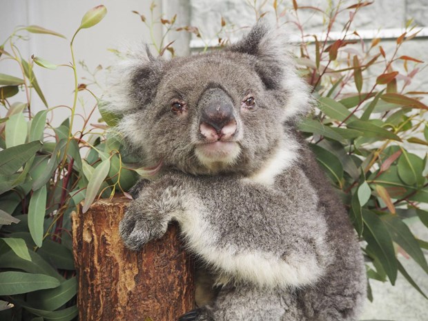 Con Koala ở vườn thú Nhật Bản lập kỷ lục Guinness thọ nhất thế giới