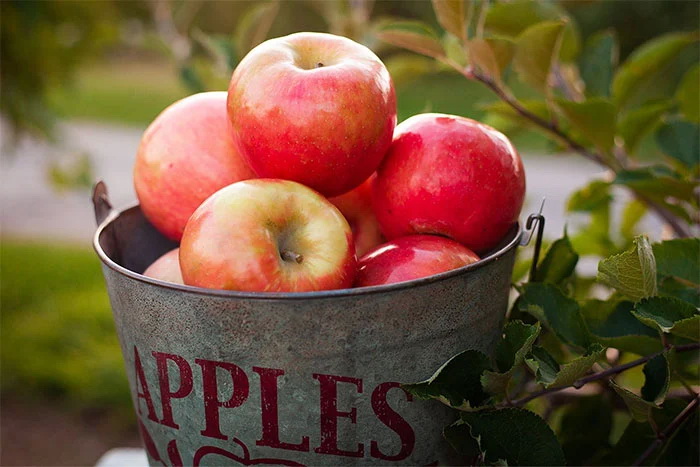 Tại sao quả táo có thể để được 10 tháng mà không hỏng