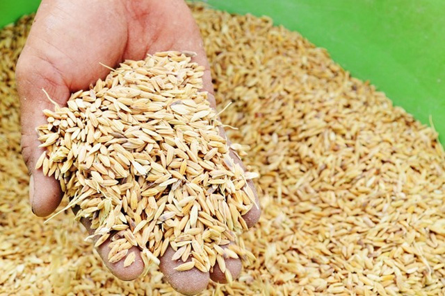 Hà Nam được hỗ trợ 558 tấn hạt giống lúa khắc phục hậu quả thiên tai khôi phục sản xuất