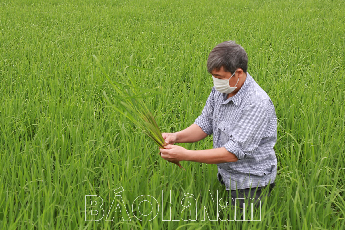 Mô hình sản xuất lúa hữu cơ ở HTXDVNN La Sơn