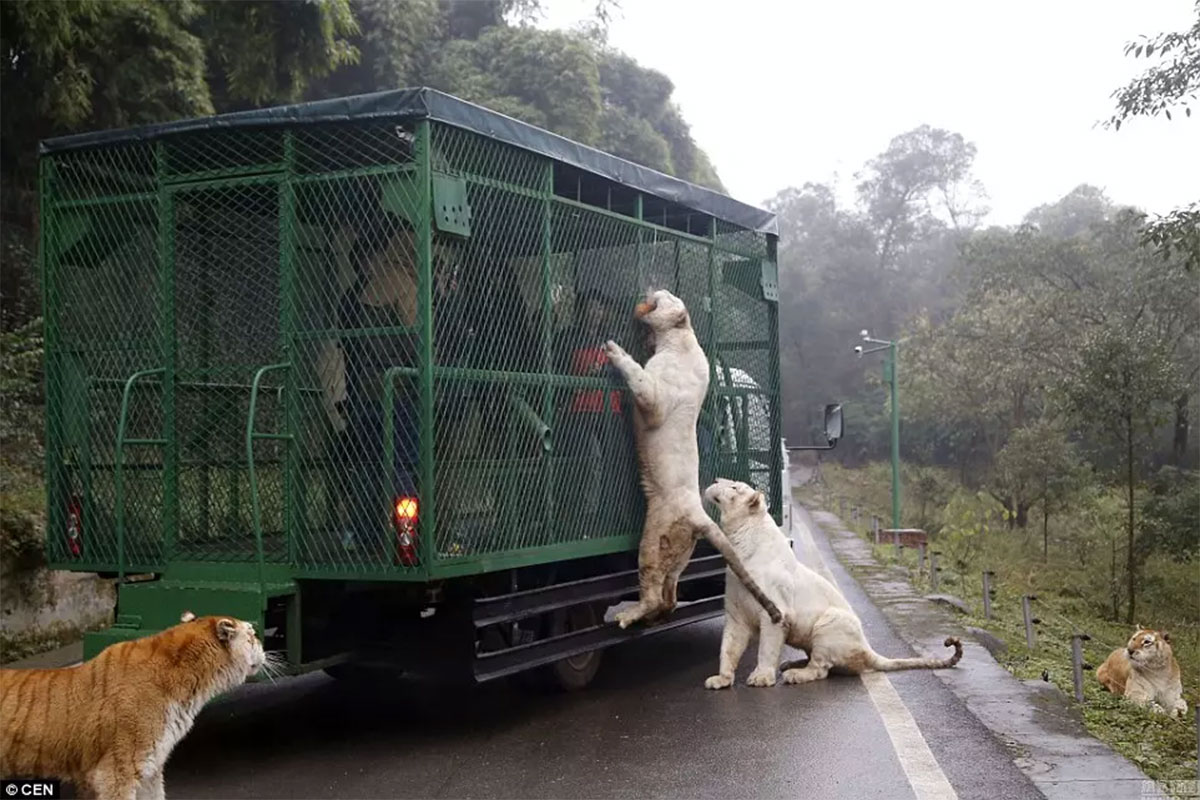 Vườn thú kỳ lạ ở Trung Quốc Nơi người bị nhốt vật chạy rông