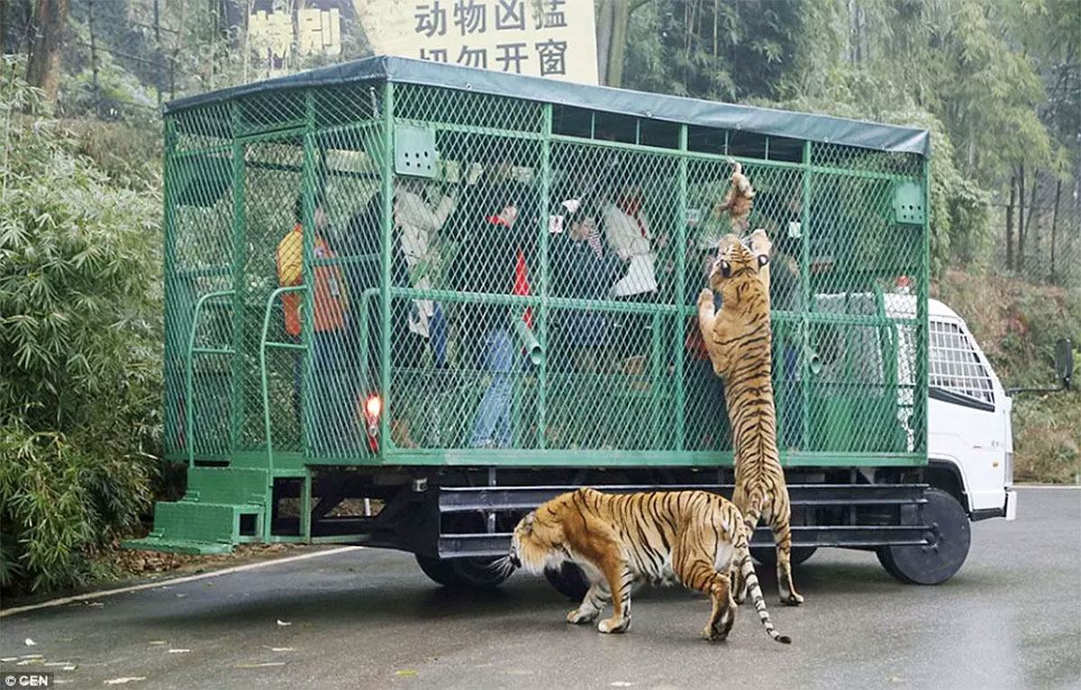 Vườn thú kỳ lạ ở Trung Quốc Nơi người bị nhốt vật chạy rông