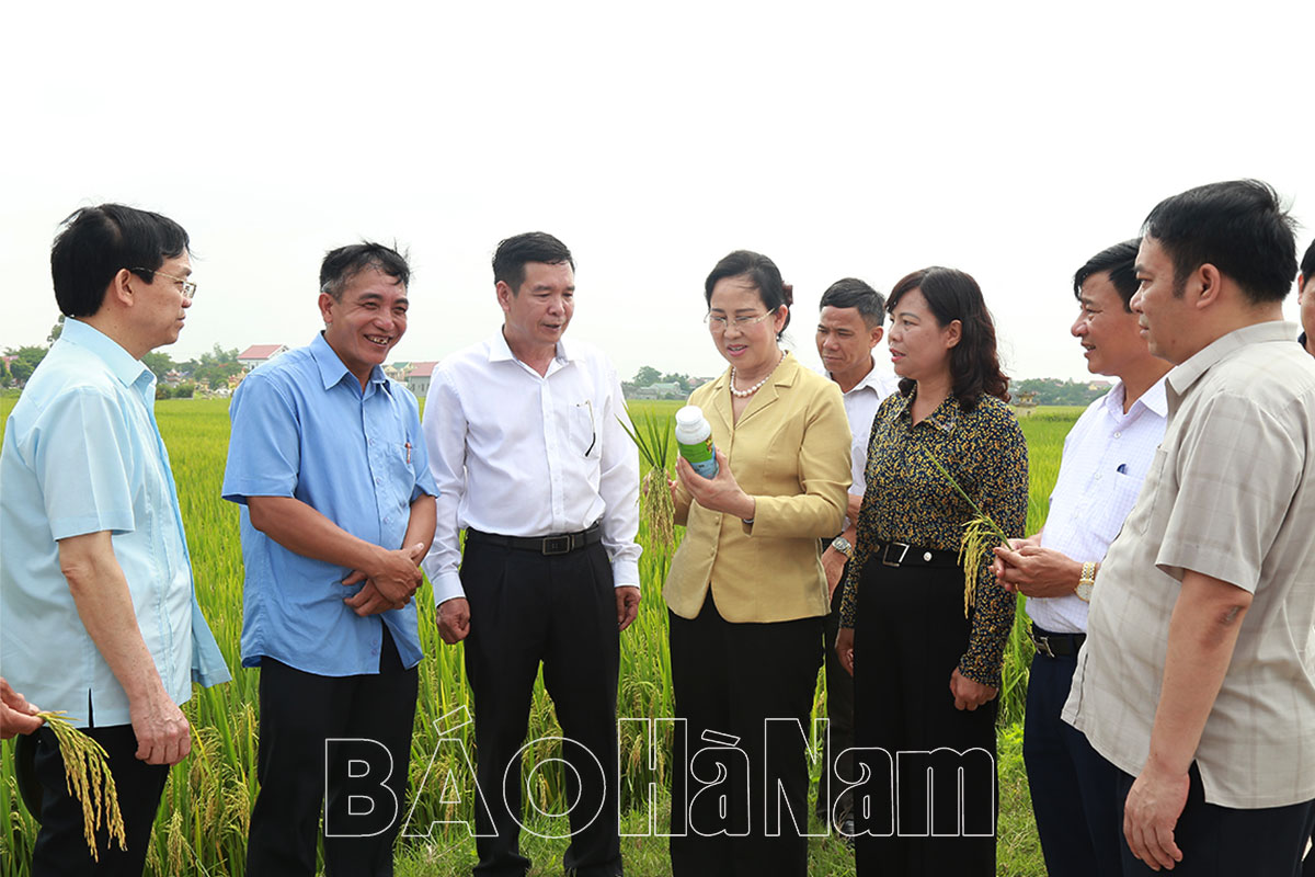Đồng chí Bí thư Tỉnh ủy khảo sát thực tế mô  hình trồng lúa năng suất cao tại tỉnh Ninh Bình