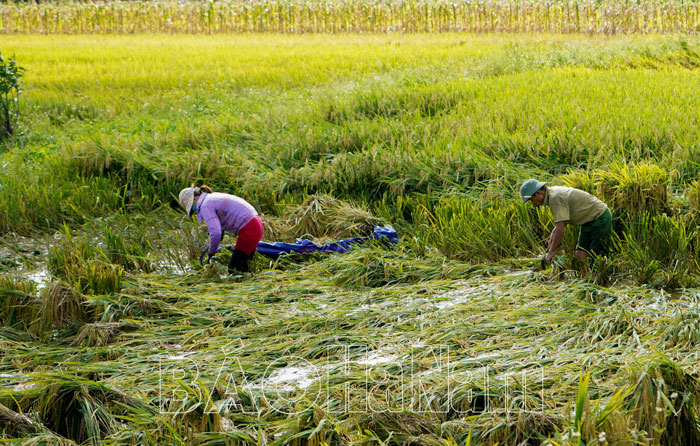 Nông dân Kim Bảng vào vụ thu hoạch lúa xuân