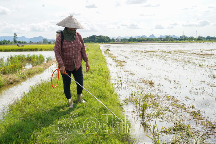 Kim Bảng tập trung thu hoạch lúa chiêm xuân khẩn trương triển khai cho vụ mùa