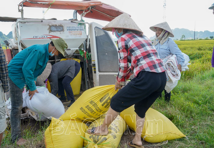 Kim Bảng tập trung thu hoạch lúa chiêm xuân khẩn trương triển khai cho vụ mùa