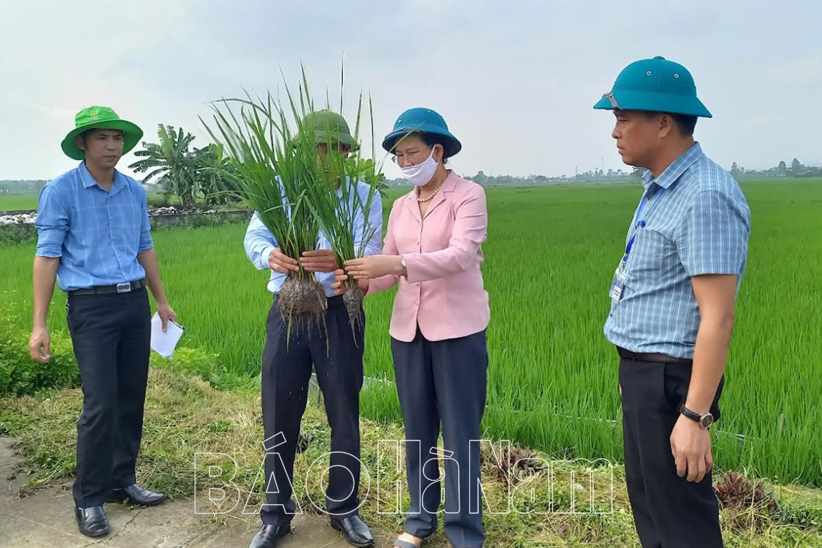 Đồng chí Lê Thị Thủy Ủy viên TƯ Đảng Bí thư Tỉnh ủy Chủ tịch HĐND tỉnh kiểm tra mô hình cấy lúa sử dụng phân bón hữu cơ Nano canxi silic tại xã Liêm Phong