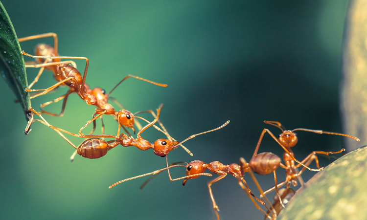 Trái Đất có bao nhiêu kiến