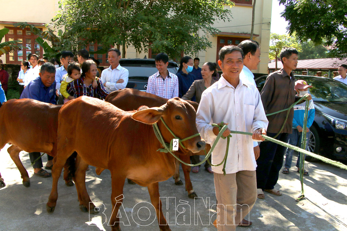 Thêm 16 hộ nghèo của Bình Lục được tặng bò vàng sinh sản