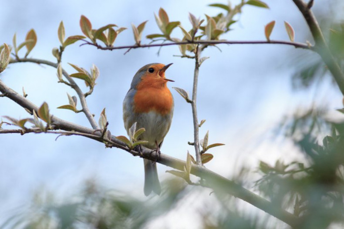 Nghe tiếng chim hót giảm nguy cơ trầm cảm