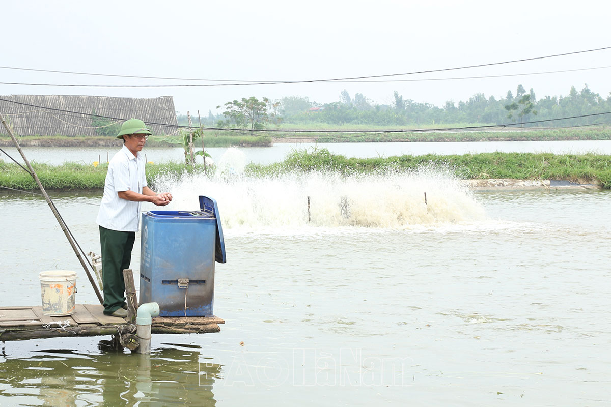 Chuyển đổi diện tích ruộng trũng sang nuôi thủy sản tập trung ở Yên Nam
