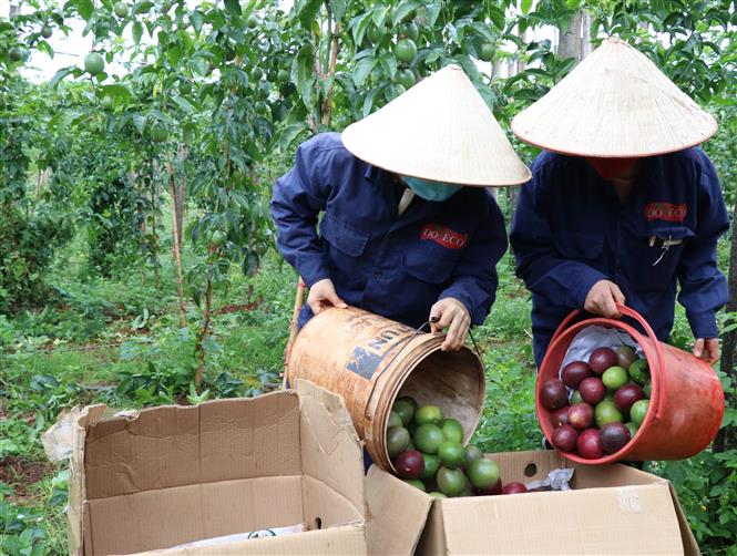 Hoàn thành mở cửa thị trường nhiều nông sản sang Trung Quốc New Zealand và Nhật Bản