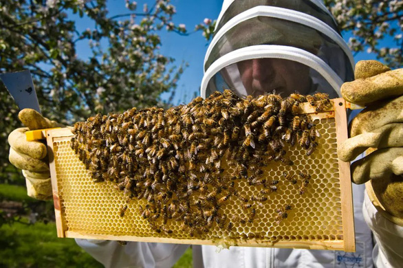 Vì sao ong lại liên quan đến sự tồn vong của loài người