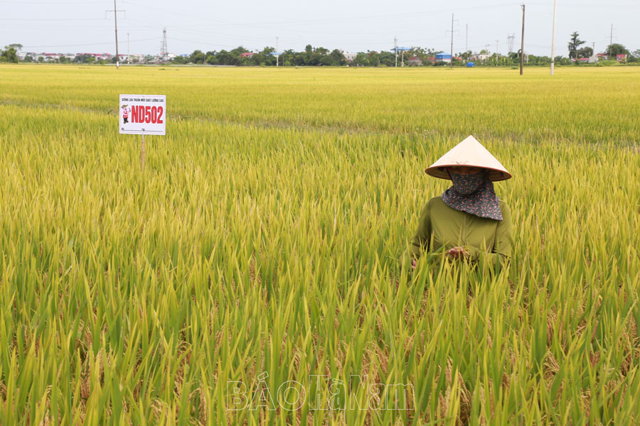 Đẩy mạnh xây dựng vùng sản xuất lúa hàng hóa tập trung