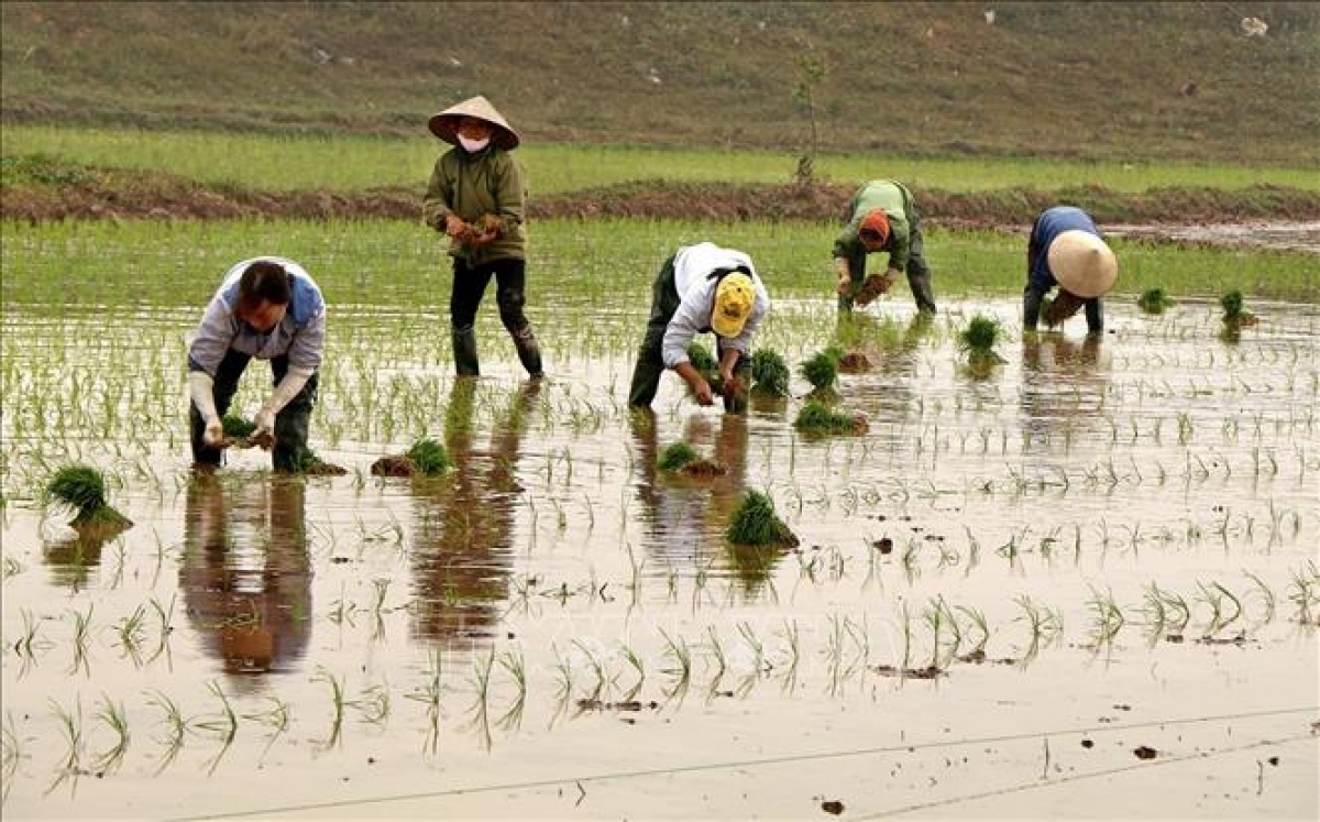 Lấy nước đợt 2 cho gieo cấy vụ Đông Xuân ở Trung du và Đồng bằng Bắc Bộ