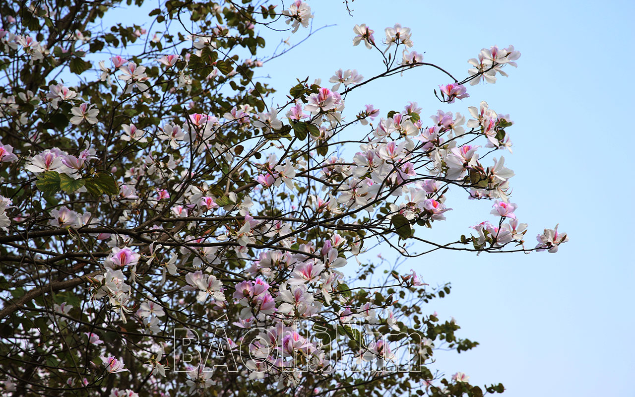 Tinh khôi vẻ đẹp hoa ban Tây Bắc ở Hà Nam