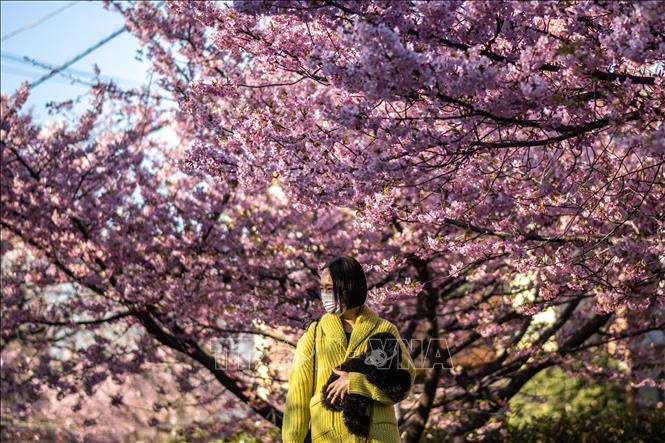 Tokyo đón mùa hoa anh đào sớm bất thường