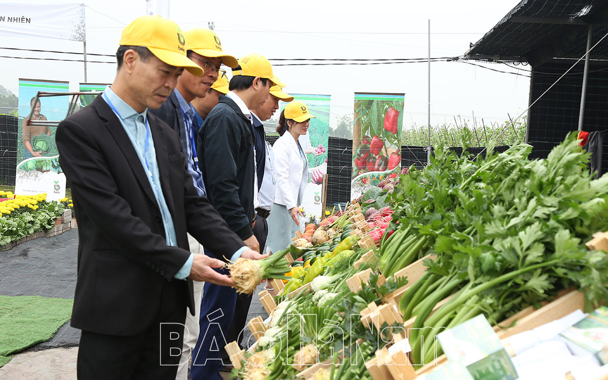 Đánh giá bộ sản phẩm giống rau mới vụ  Đông Xuân 2022 – 2023