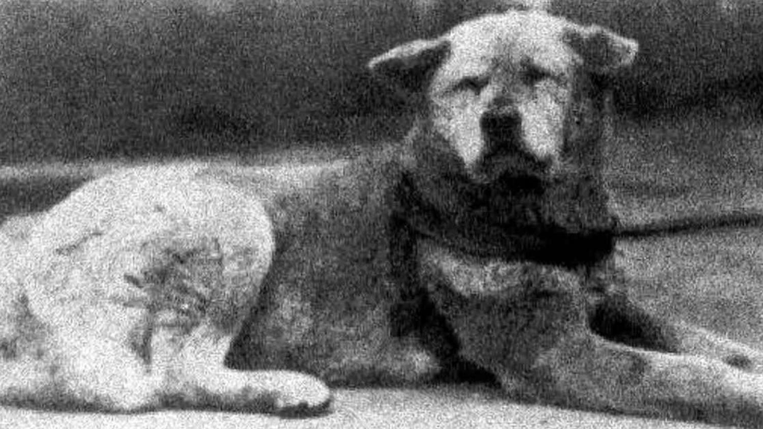 Hồi ức xúc động về chú chó Hachiko dịp kỷ niệm 100 tuổi 