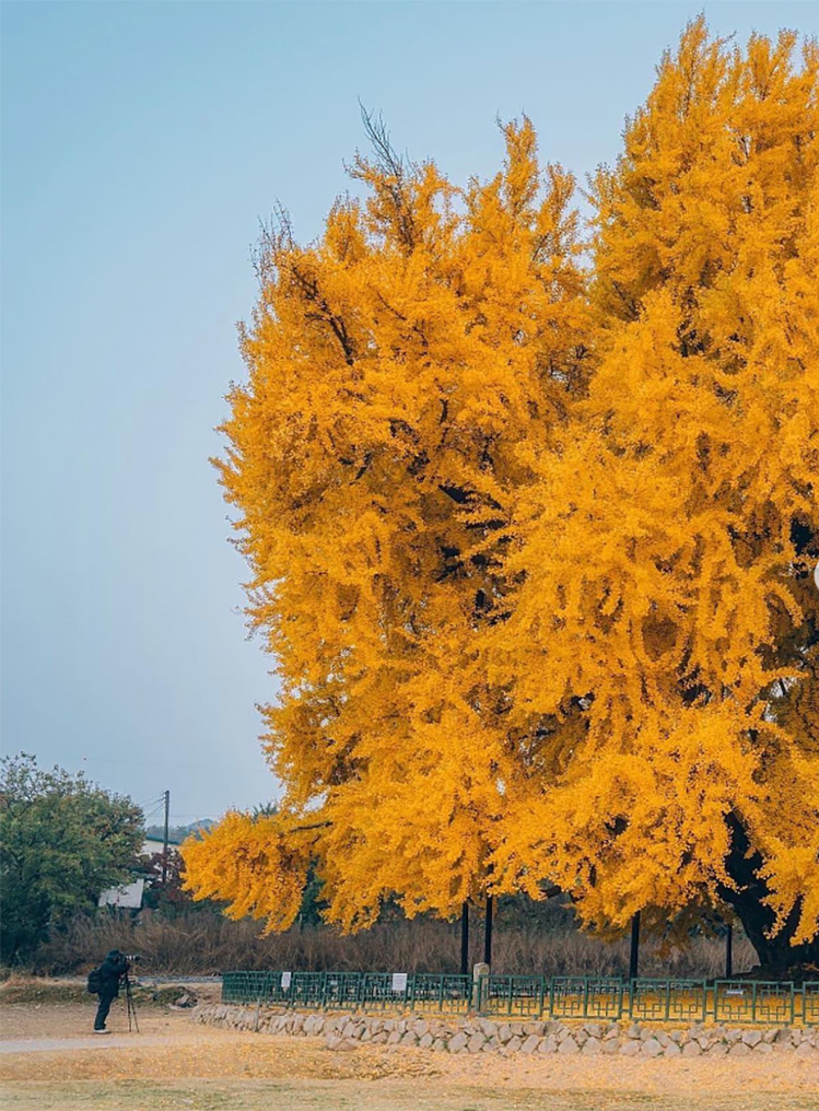 Cây bạch quả đẹp nhất thế giới chuyển lá vàng rực rỡ