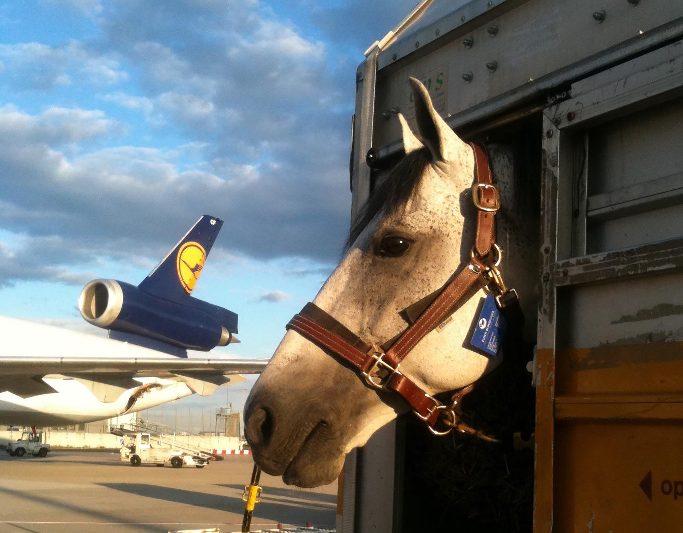 Máy bay gấp rút quay đầu vì một con ngựa tẩu thoát ở độ cao hơn 9000 mét