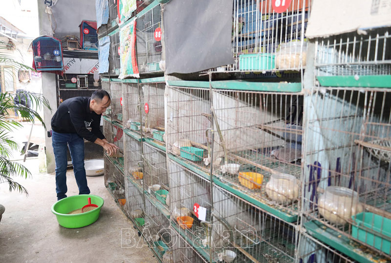 Tạo việc làm thu nhập từ việc nuôi chim cu gáy sinh sản