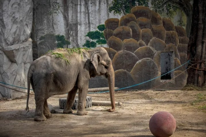 Câu chuyện buồn về con voi cô đơn nhất thế giới
