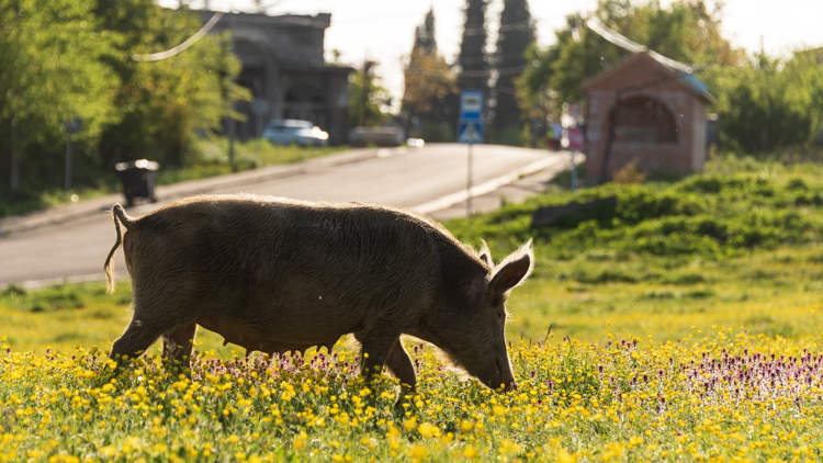 Siêu lợn hoang dã Canada đe dọa nước Mỹ