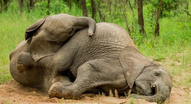 Đàn voi bị nghi say rượu hàng chục con nằm ngủ la liệt bên bìa rừng