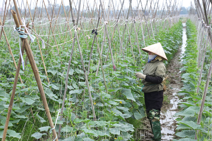 Bài toán ô nhiễm môi trường lưu vực sông Nhuệ  Đáy bao giờ có lời giải