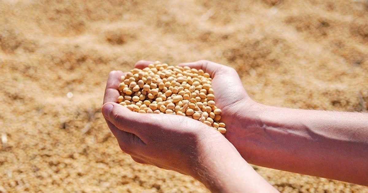 Loại hạt được ví như “thịt không xương” siêu bổ dưỡng lại cực nhiều ở Việt Nam