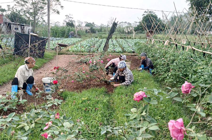 Duy Tiên chú trọng phát triển kinh tế tập thể