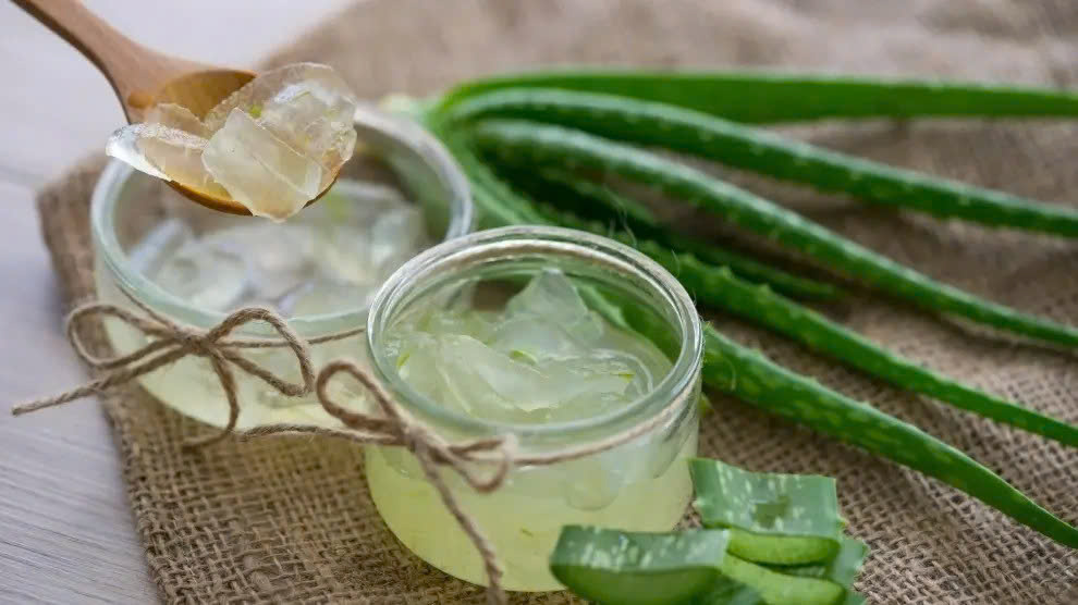 Loại cây được ví như thần dược cho sức khỏe người Việt lại chỉ trồng làm cảnh
